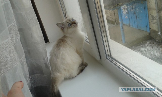Котовторник  25.03.2014