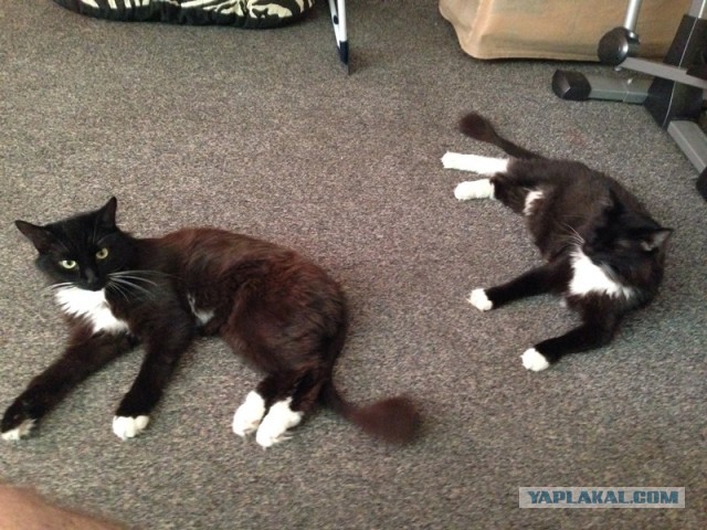 Котовторник 22.07.14
