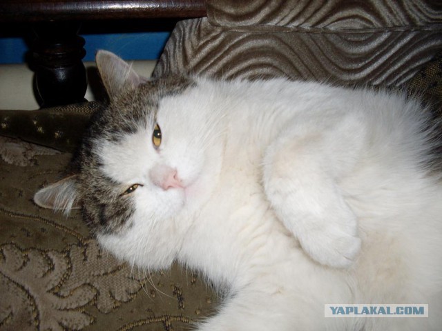 Котовторник 05.08.2014