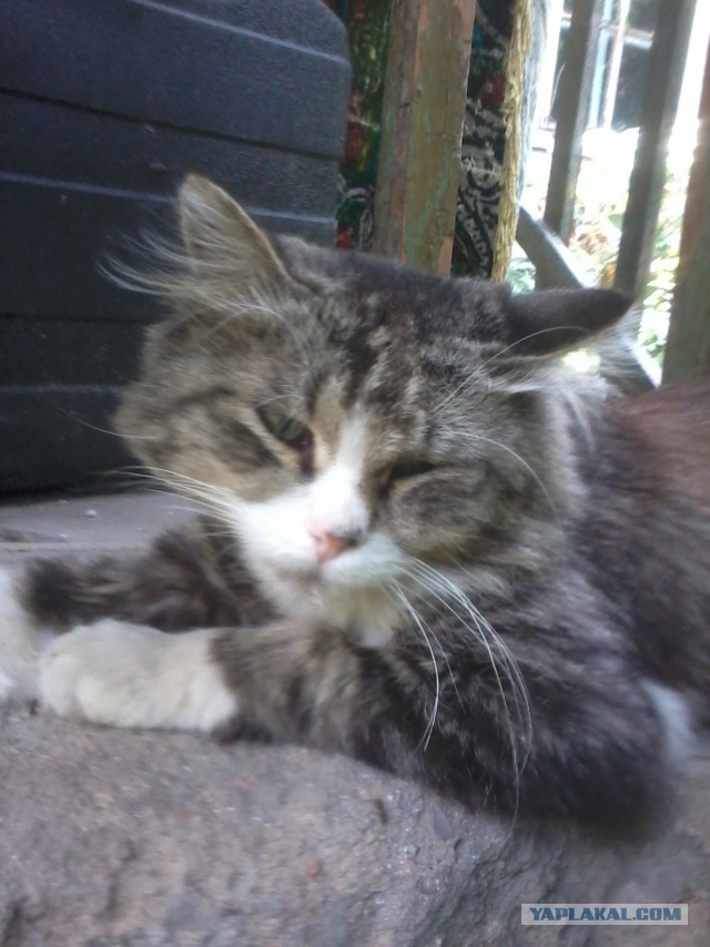 Котовторник 11.11.2014