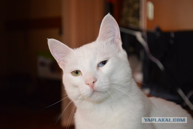Котовторник 23.12.2014