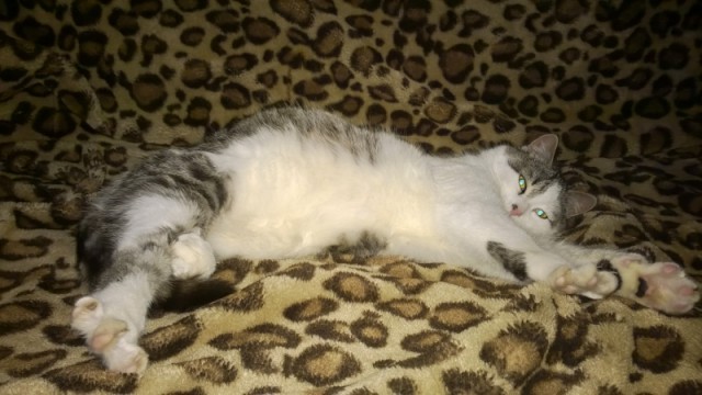 Котовторник 20.01.2015