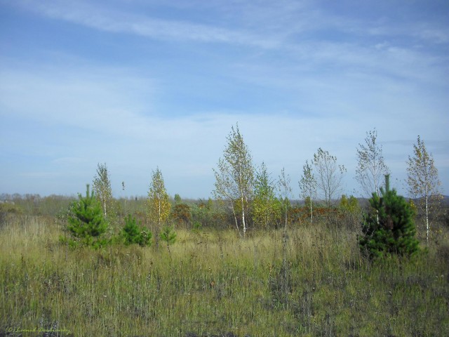 В черном городе