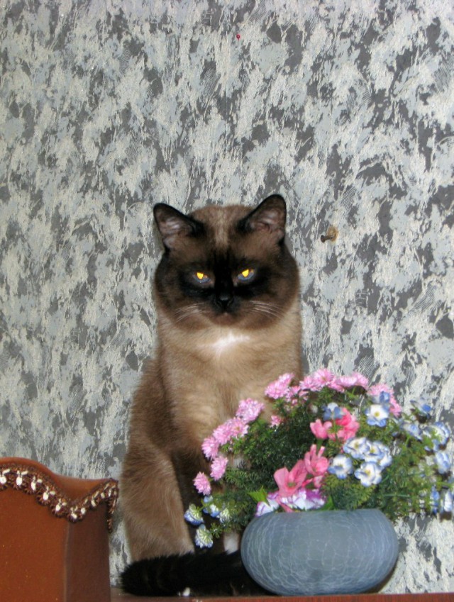Котовторник  21.07.2015