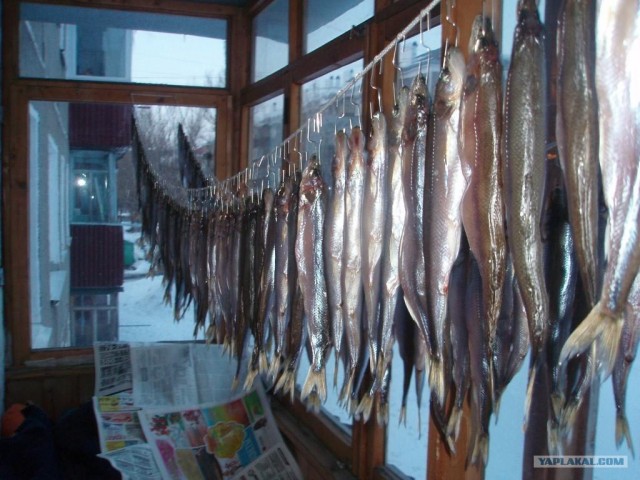 Корюшка зовет! Охота на рыбу-огурец