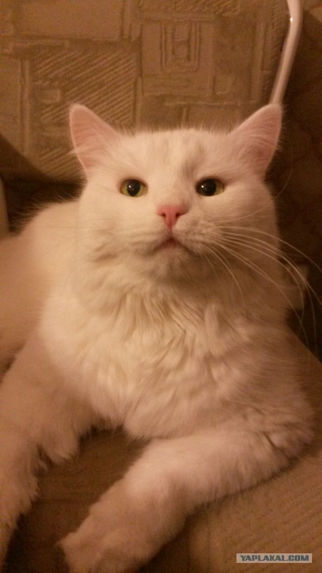 Котовторник 20.10.2015