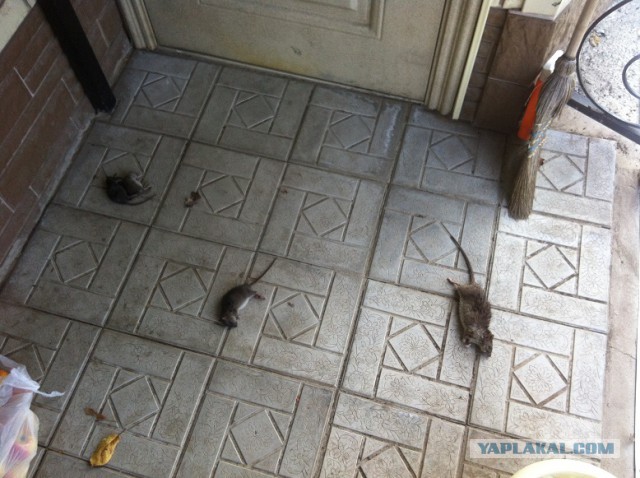 Корма для котов - яд!