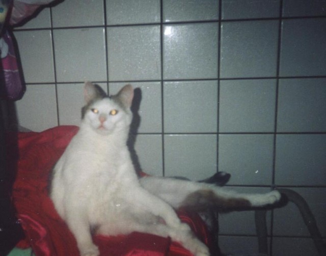 Коты, кошки, котята