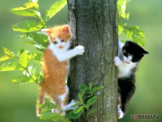 Когда кота прет не по детски
