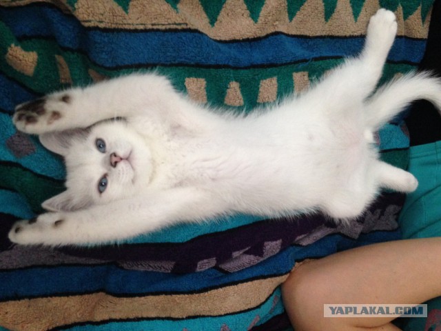 Котовторник 16.02.16
