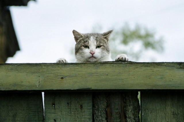 Картинки из сети