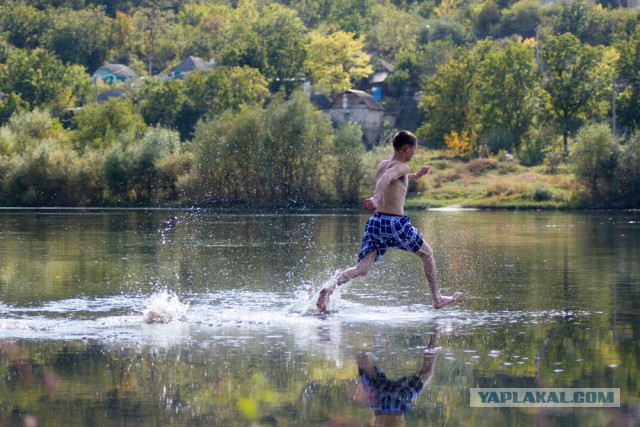 Не бойтесь шершней!