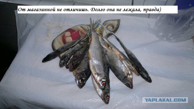 Два месяца сам дома