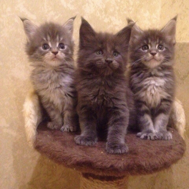 Коты из сети