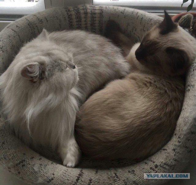 Котовторник  31.01.2017