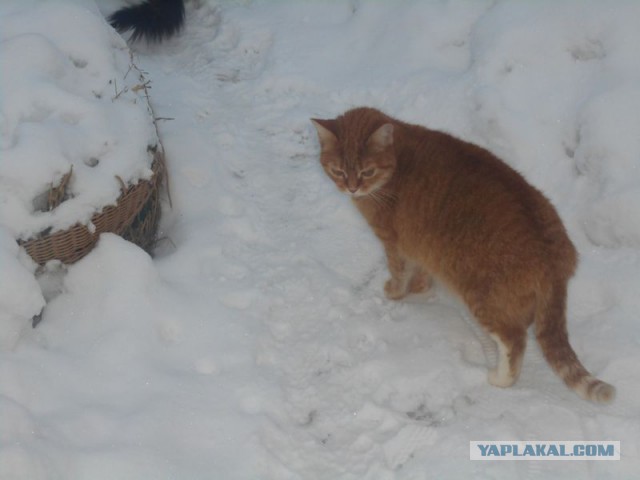 Жизнь домашнего приюта для котеек 151
