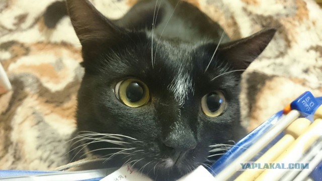 Котовторник 28.02.2017