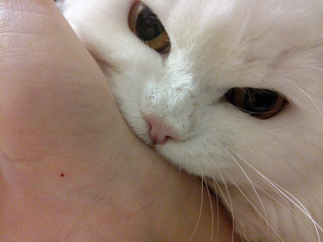 Коты и Кошки