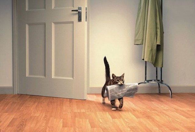 Коты и Кошки
