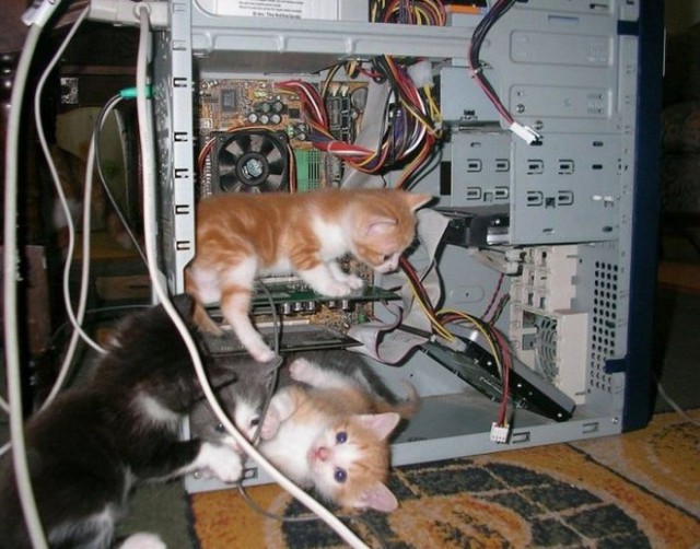 Коты и Кошки