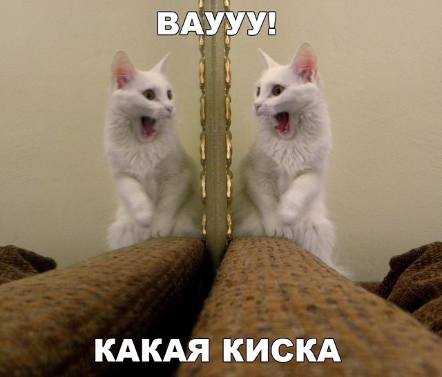 Коты и Кошки
