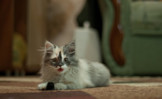 Коты и Кошки