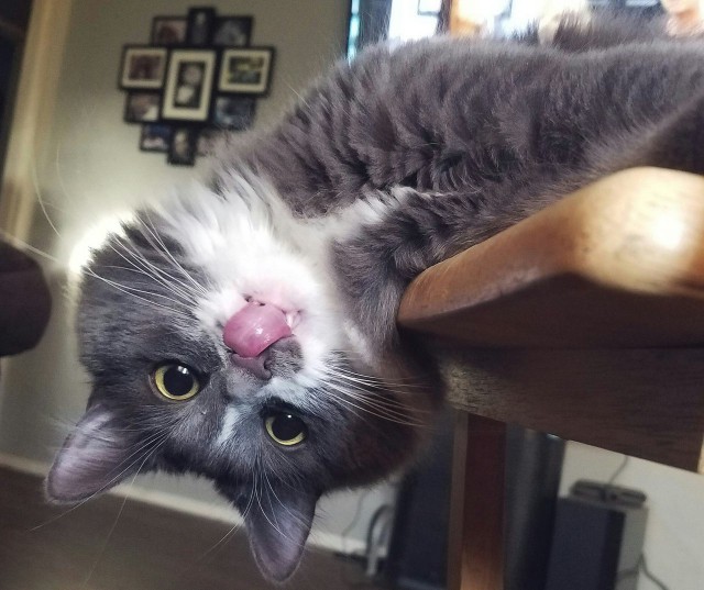 Коты и Кошки