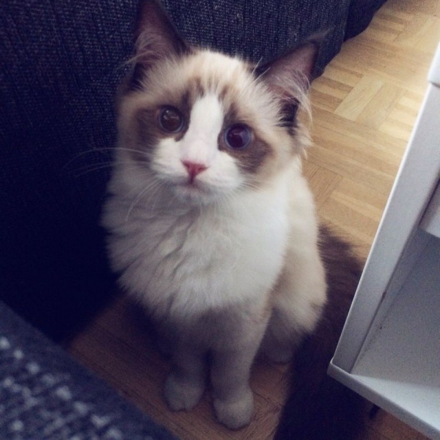Коты и Кошки