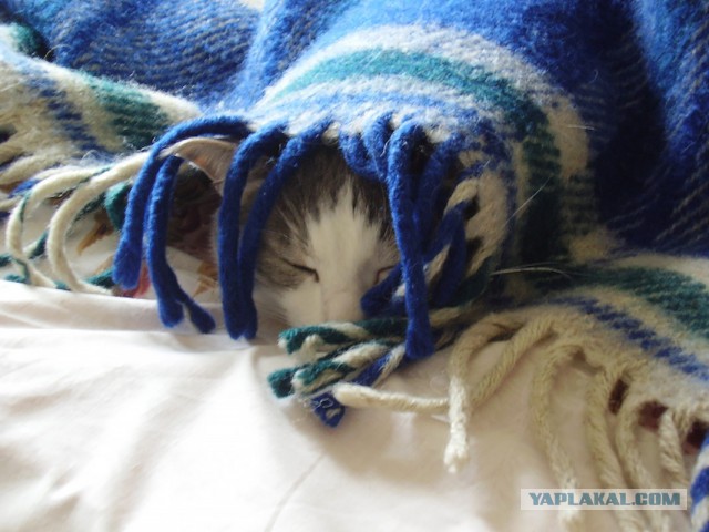 Котовторник