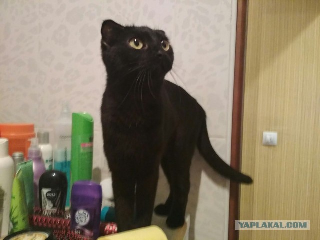 Котовторник  19.12.2017