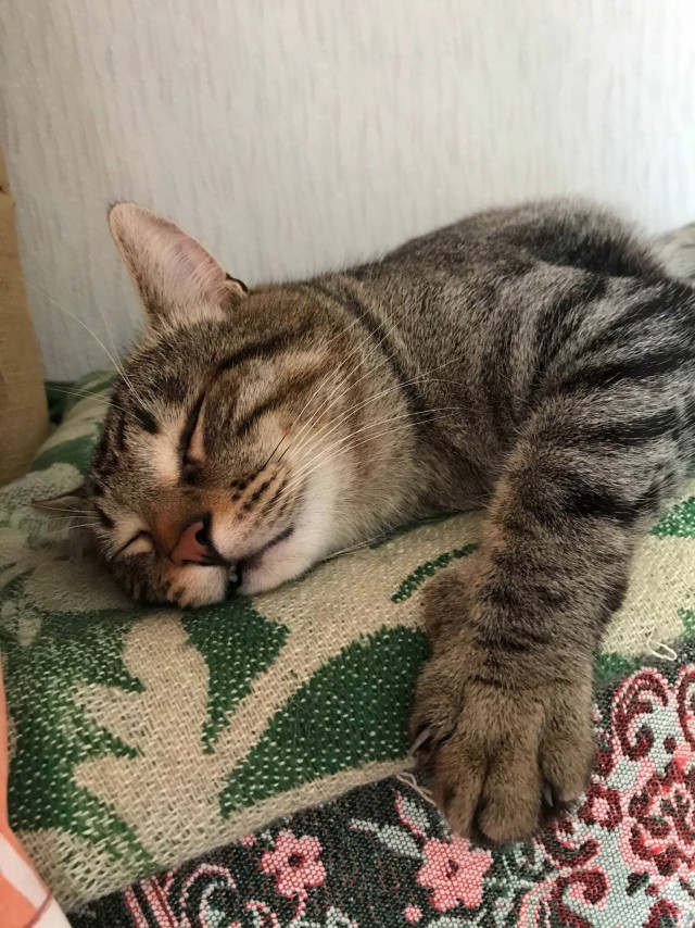 Коты и Кошки