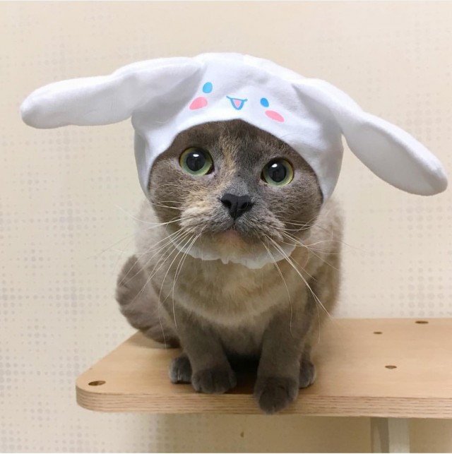 Котовторник!