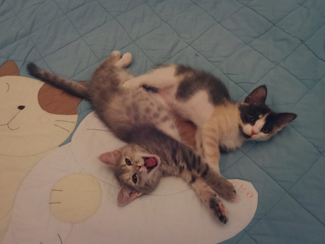 Прикольных котов пост