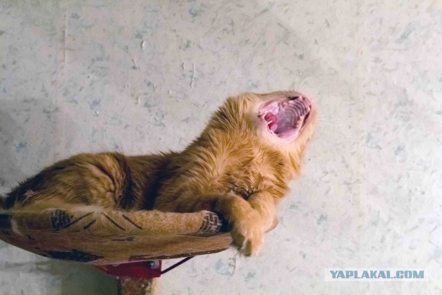 Котовторник 16.01.2018