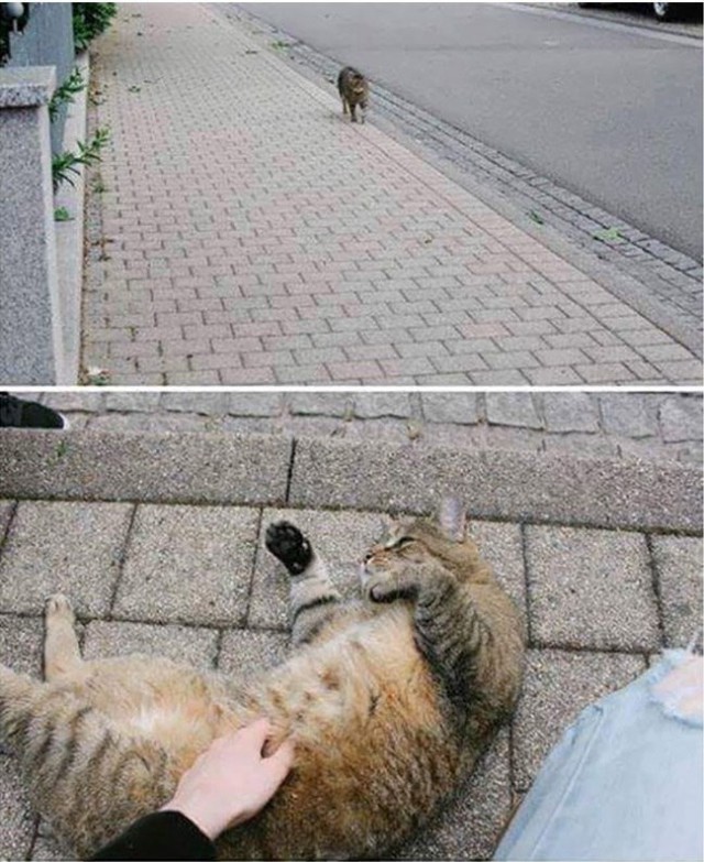 Прикольных котов пост