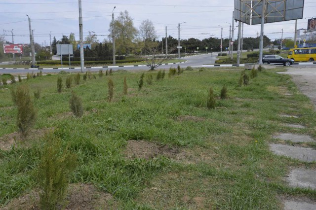 В Севастополе украли деревья, высаженные в память погибших в Кемерове