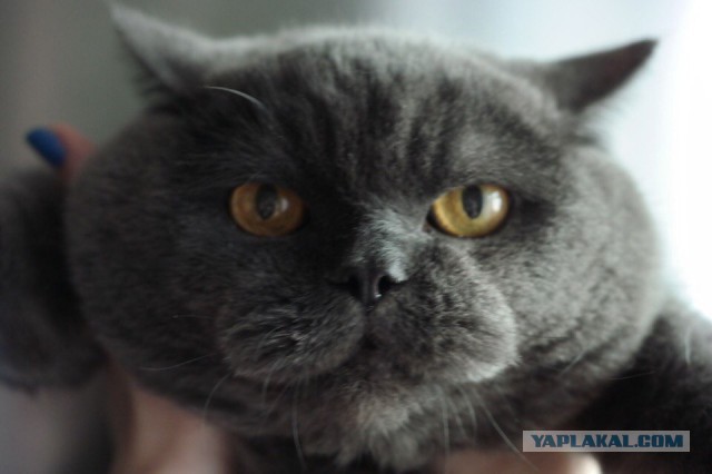 Котовторник 24.04.2018
