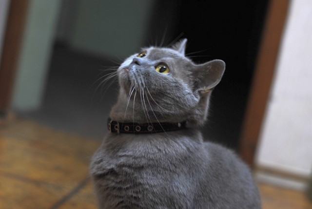 Котовторник 24.04.2018