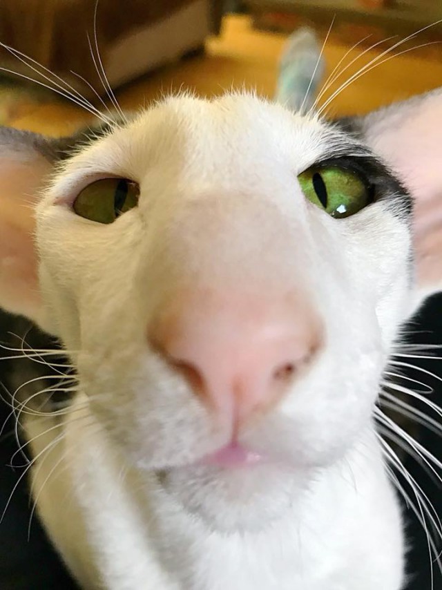 Котовторник 05.06.2018
