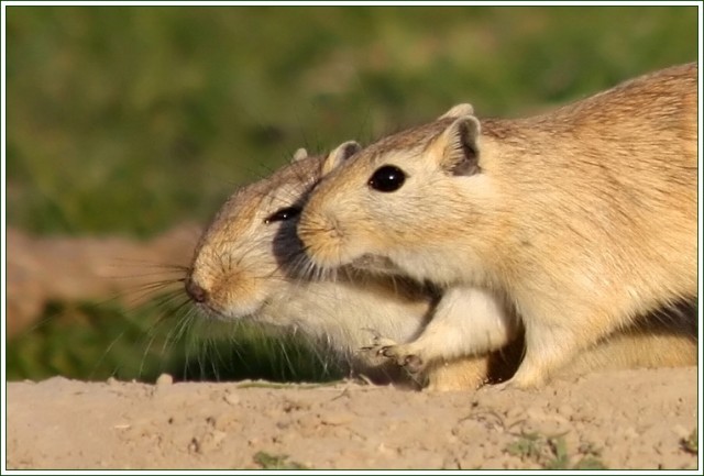 Суслиная любовь