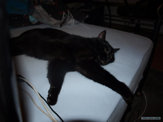 Кошмарный монстр