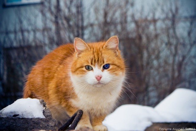Котовторник - С праздником, котоводы!