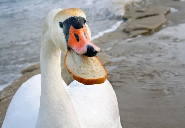 Лебеди VS Хлеб