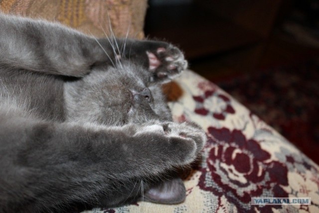 Котовторник (31.01.2012)