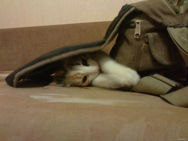 Котовторник  от 3.04.2012