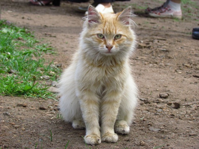 Котовторник на 26.06.12