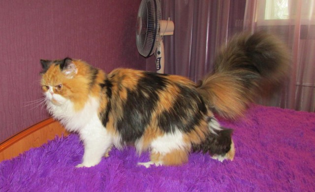 Трехцветное счастье