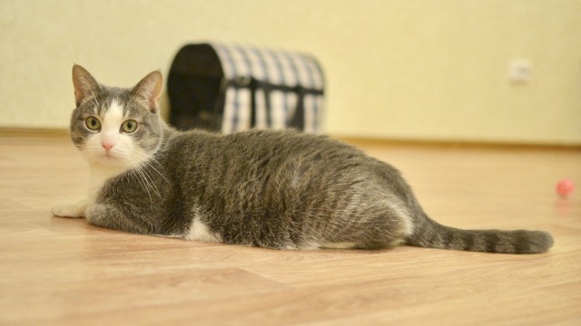 Прикольных котов пост