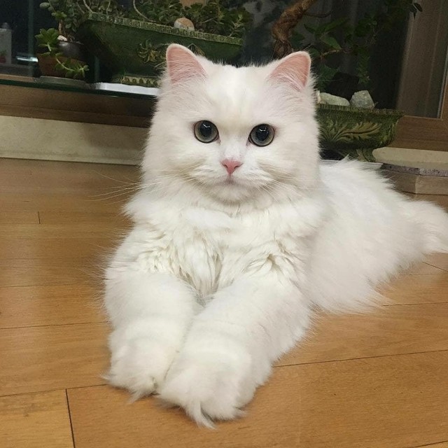 Забавные фото котеек