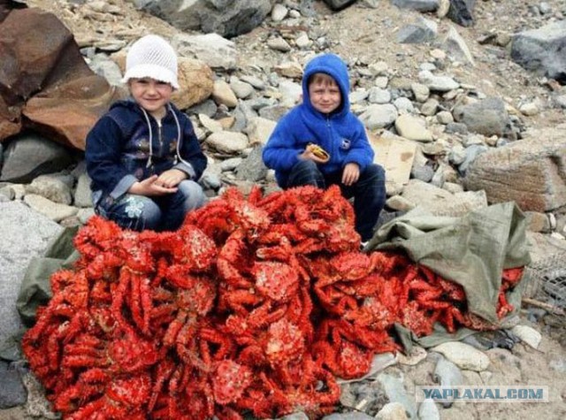 Муж пошел за пивом и вернулся с кульком живых раков...